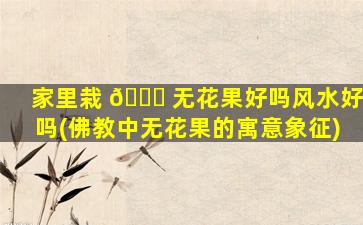 家里栽 🐋 无花果好吗风水好吗(佛教中无花果的寓意象征)
